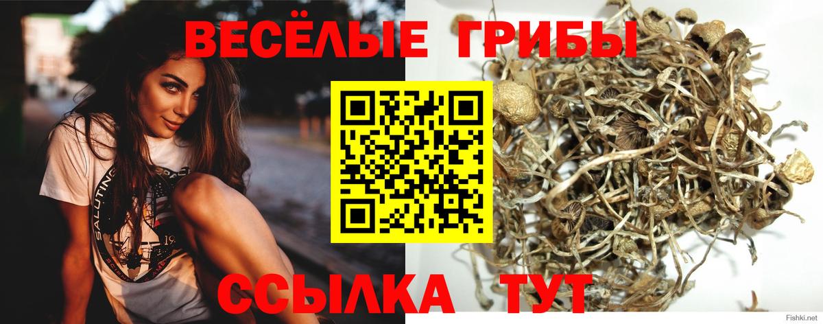 Псилоцибиновые грибы Psilocybine cubensis  Мелеуз 